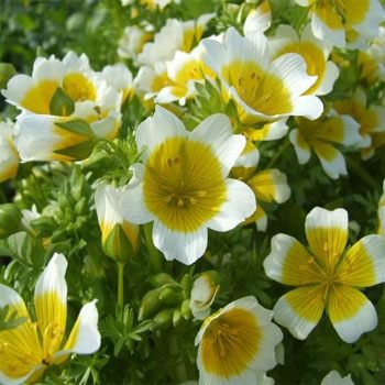 Flower seeds Poached Egg Plant  Meadow Foam  Limmanthus Douglasii, 30  Seeds    #IEB2