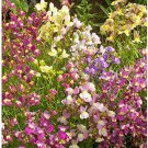139 Seeds Snapdragon Northern Lights Mix,easy to grow #IEB2