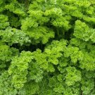 150 Seeds  Curly Parsley Culinary Herb, easy  to grow  #IEB2