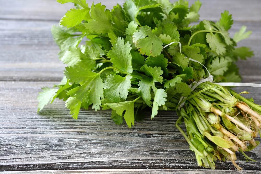 Cilantro  Coriander Chinese Parsley, 150 Seeds       #IEB2