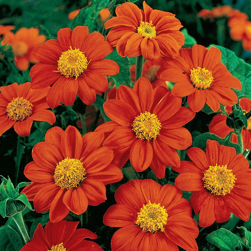 40 Seeds Sunflower Mexican Red color, easy to grow #IEB2