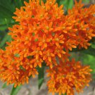 Flower seeds Hummingbirds Magnet Beauty  Orange Flower, 35 Seeds      #IEB2
