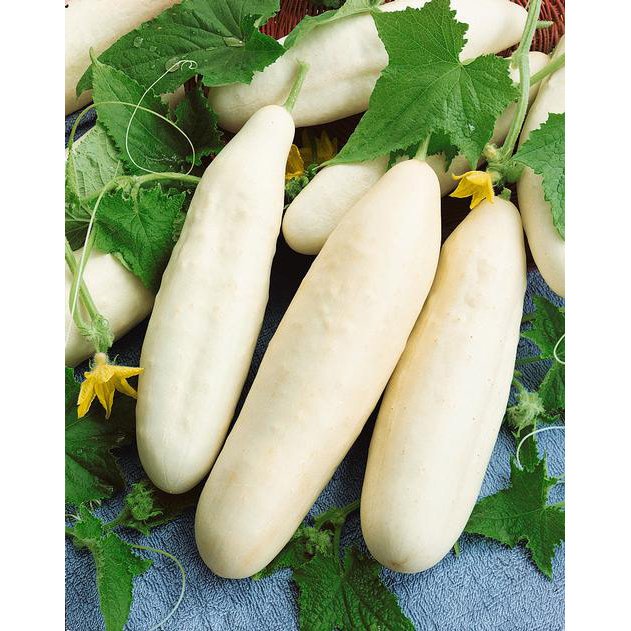 105 Seeds Cucumber White Wonder  Heirloom  #IEB2