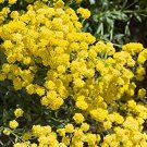 100 Seeds Alyssum  Golden Tuft  Yellow Flower, easy to grow   #IEB2