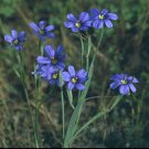 85 Seeds Blue Eyed Grass, great for your garden     #IEB2
