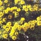 Flower seeds Gold Medallion  Gold Yellow  , 10 Seeds     #IEB2