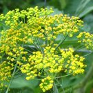 Flower seeds Bouquet Dill  360 Seeds , easy to grow     #IEB2