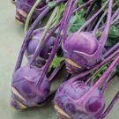 Kohlrabi  Early Purple Vienna, 400 Seeds     #IEB2