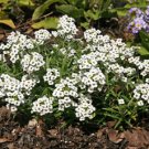 4700 Seeds Alyssum  Sweet White  color, easy to grow     #IEB2