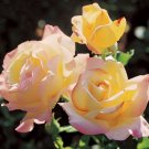 10PCS  Peace  Rose Bush Flower Seeds, easy to grow  #IEB3