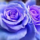 Flower seeds  Frozen Mama Blue Climbing Rose Bush , 10 seeds #IEB3