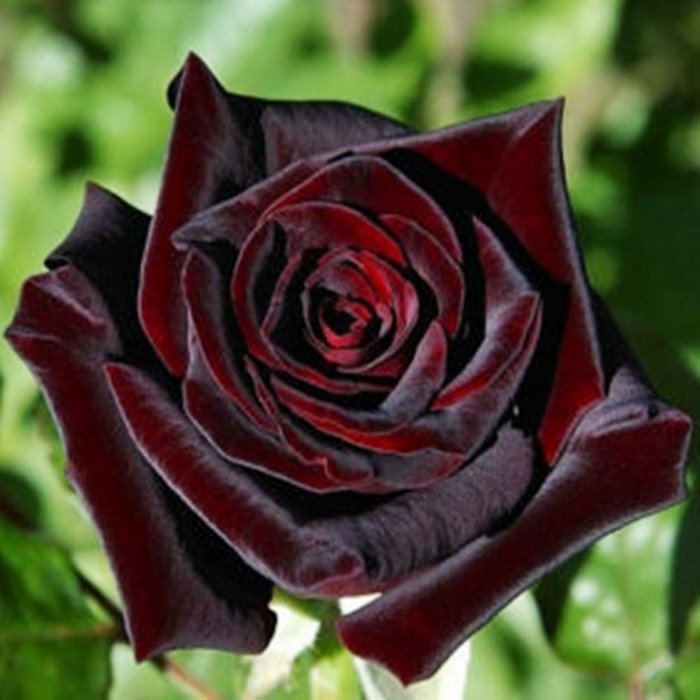10 seeds True Blood Black Rose Bush rare flower    #IEB3