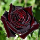 10 seeds True Blood Black Rose Bush rare flower    #IEB3