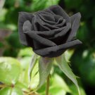 flower seeds Mysterious Black Rose  10 seeds, easy to grow   #IEB3