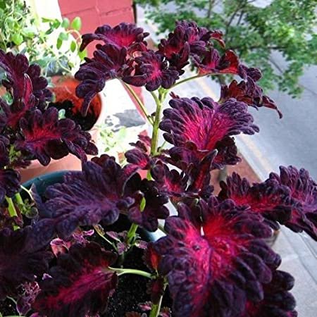 25 Seeds Coleus Black Dragon  Solenostemon scutellarioides. Easy to grow  #IEB3