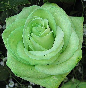 flower seeds  Ice Maiden Light Green Rose 10 seeds, easy to grow #IEB3
