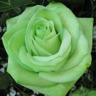 flower seeds  Ice Maiden Light Green Rose 10 seeds, easy to grow #IEB3