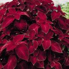25 seeds Coleus Wizard Velvet  Flower Seeds   #IEB3
