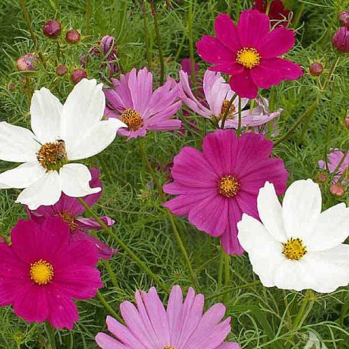 Flower seeds Cosmos Single Sensation Mixed Colors 20 seeds, easy to grow  #IEB3