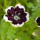 Flower seeds Pennie Black  25 Seeds. Great for your garden  #IEB3