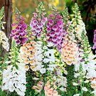 flower seeds foxglove mix color   20  seeds, easy to grow    #IEB3