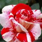 flower seeds White Blood Rose Plant 10 seeds  #IEB3