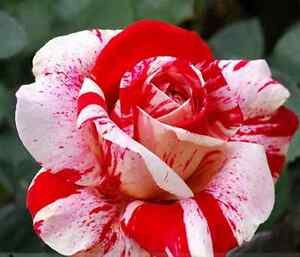 flower seeds White Blood Rose Plant 10 seeds  #IEB3