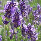 50 Flower Seeds True English Lavender Vera Lavandula Angustifolia Herb  #IEB3