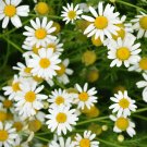flower seeds chamomile  20 seeds, easy to grow    #IEB3