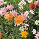 flower seeds African daisy mix color 15  seeds, easy to grow  #IEB3