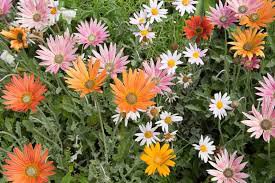 flower seeds African daisy mix color 15  seeds, easy to grow  #IEB3