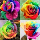 flower seeds  Rare Holland Rainbow Rose 10 seeds #IEB3