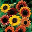 12 seeds Sunflower Border Mix contains 4 different varieties. easy to grow  #IEB3