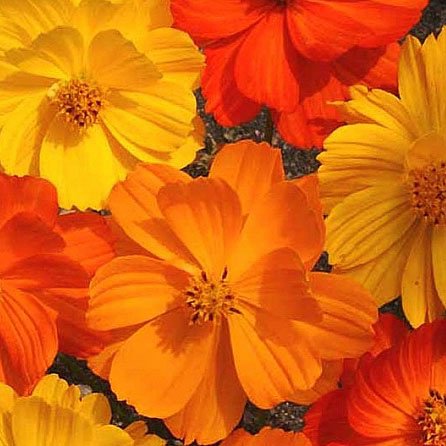 20 Seeds Cosmos bright lights  Mixed Colors, easy to grow     #IEB3