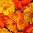 20 Seeds Cosmos bright lights  Mixed Colors, easy to grow     #IEB3