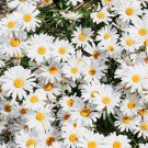 flower seeds Alaska Shasta  White Daisy  Flowers ,50 seeds #IEB3