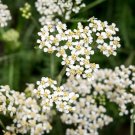 Flower seeds Yarrow Seeds  Perennial White Flower 1000 seeds #IEB4