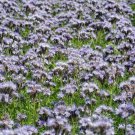 1700 seeds Lacy Phacelia Seeds   Purple Tansy Flower    #IEB4