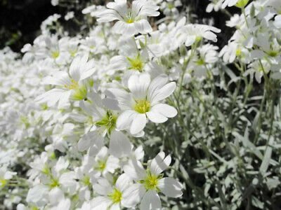 Flower seeds   Cerastium  Perennial Ground Cover White  color ,200 seeds #IEB4