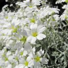 Flower seeds   Cerastium  Perennial Ground Cover White  color ,200 seeds #IEB4
