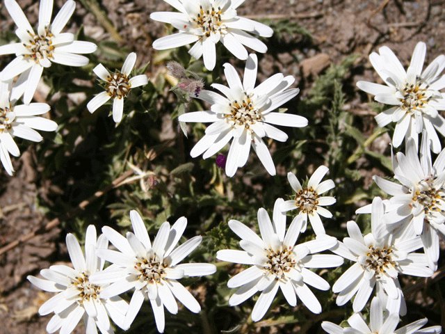 flower seeds white Edelweiss   Alpine Rock Flower  ,200 seeds  #IEB4
