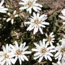 flower seeds white Edelweiss   Alpine Rock Flower  ,200 seeds  #IEB4