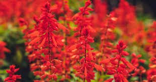Flower seeds Sage Scarlet Red  Salvia Coccinea,   500  Seeds   #IEB4