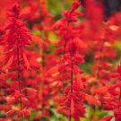 Flower seeds Sage Scarlet Red  Salvia Coccinea,   500  Seeds   #IEB4