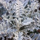 200  Seeds | Silver Dust Cineraria Maritima  , easy to grow    #IEB4