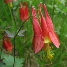 80 East Red Columbine Seeds Perennial Hummingbird Flowers   #IEB4