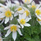 30 Flower Seeds Anemone White Pasque  Pulsatilla Vulgaris, easy to grow   #IEB4