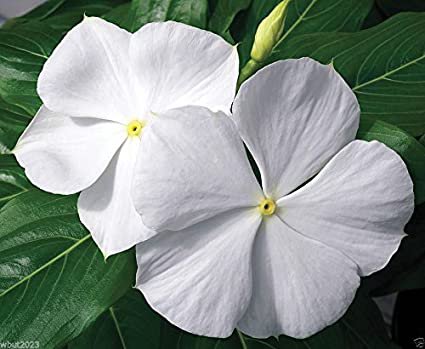 100 seeds Dwarf White Periwinkle Vinca Little Blanche, easy to grow  #IEB4