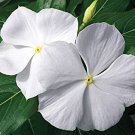 100 seeds Dwarf White Periwinkle Vinca Little Blanche, easy to grow  #IEB4