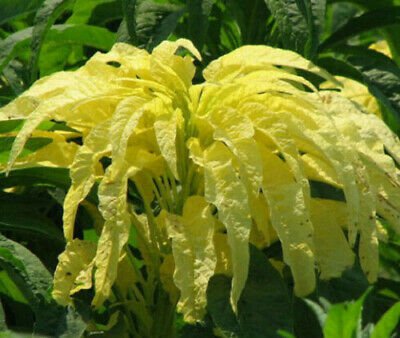 Chinese Spinach   Yellow Joseph's Coat Amaranthus ,150 seeds    #IEB4